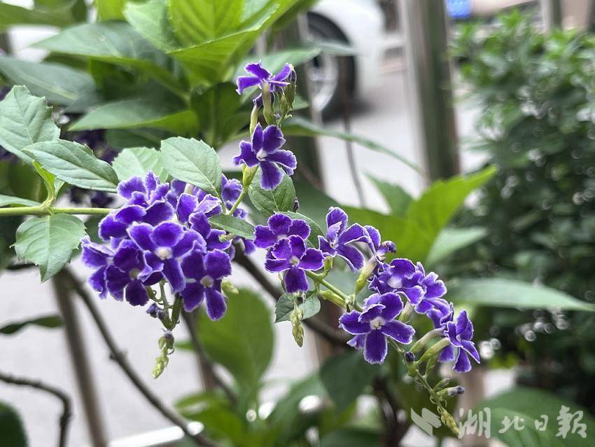 hga010最新在哪下载